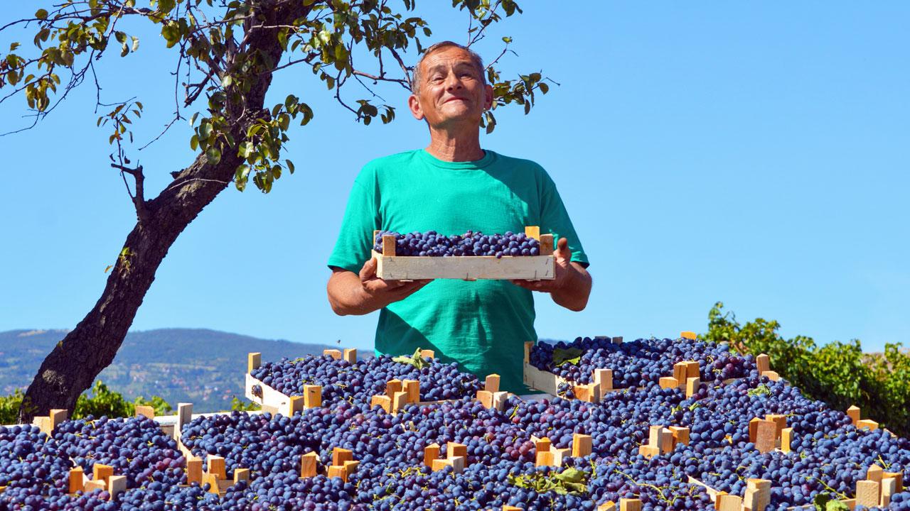 Man holding a tray of blueberries at a market